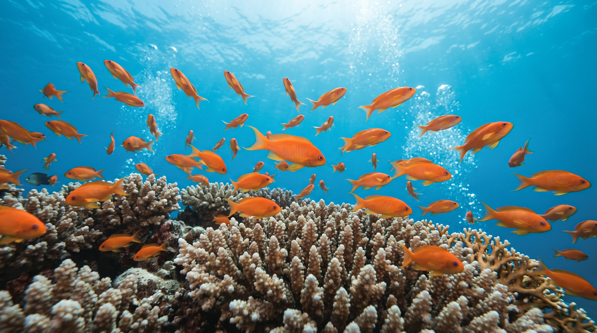 Coral