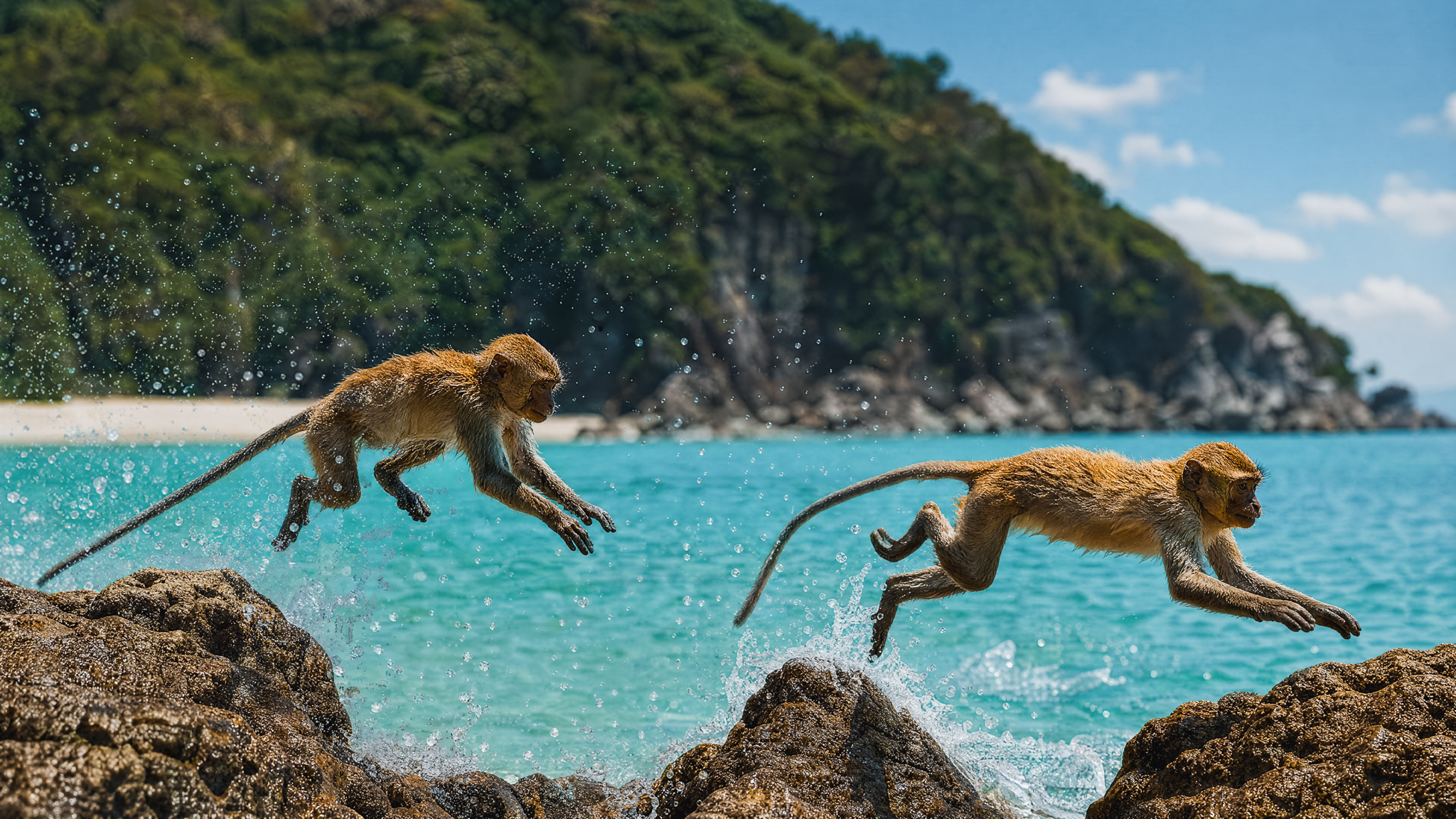 Wildlife